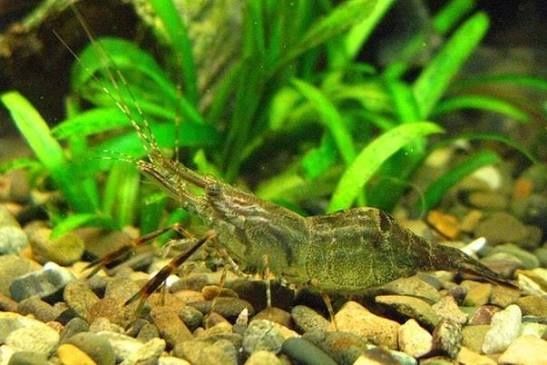 Продам креветки аквариумные