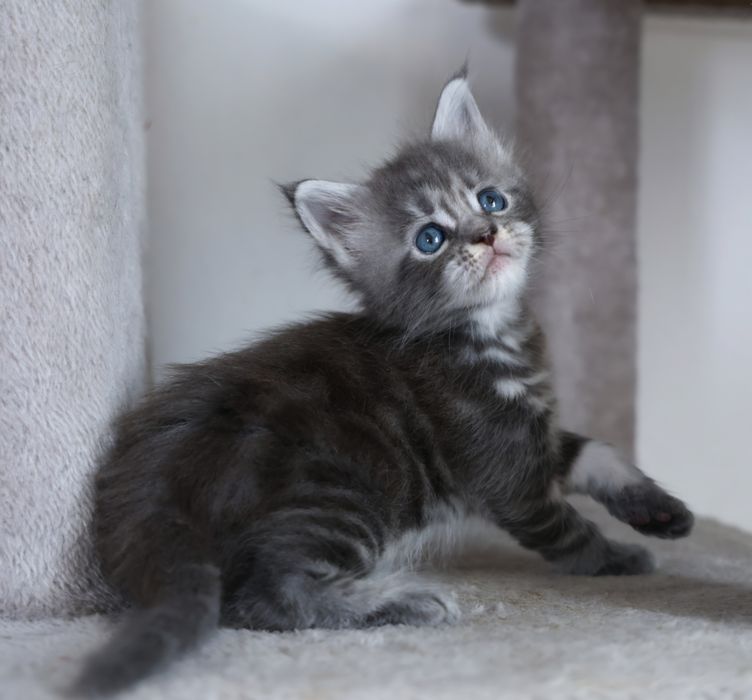 Elly – kotka Maine Coon