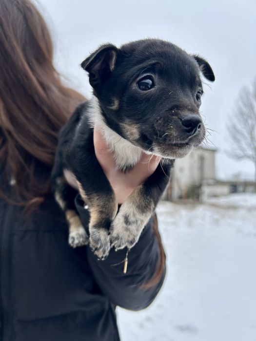 Szczenięta szukają nowych domów! Za darmo.