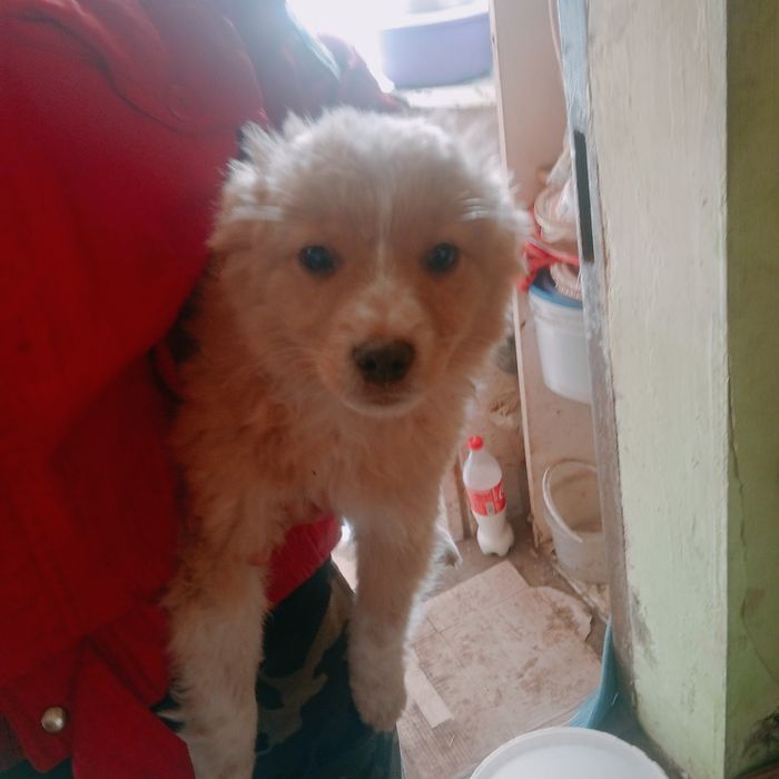 Віддам безкоштовно собачок вони маленькі