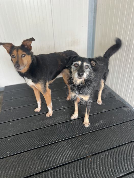 Cães de porte pequeno para adoção