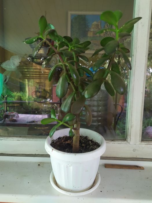 Денежное дерево.