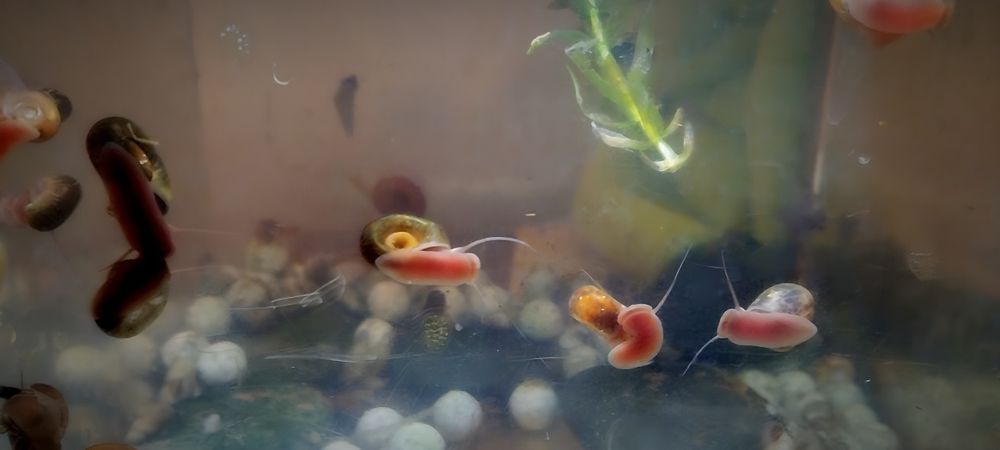 Caracóis Limpa-vidros - Planorbis - Ramshorn