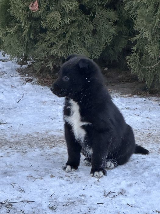 Щенки Східноєвропейської  вівчарки ВЕО
