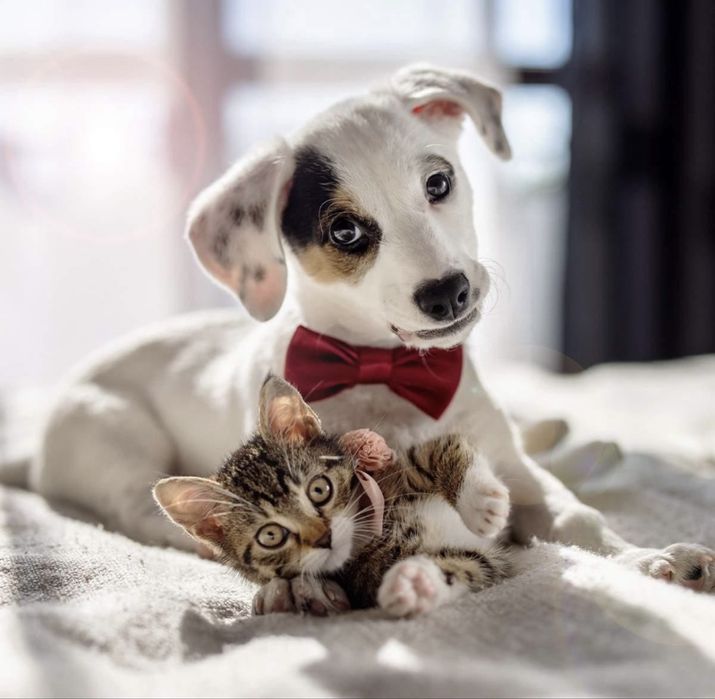 Dog walking & pet sitting