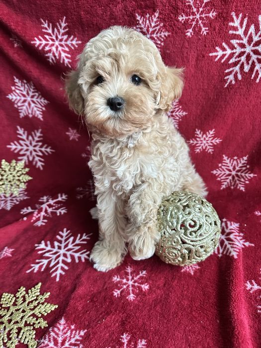 Красиві дітки мальтіпу мальтипу