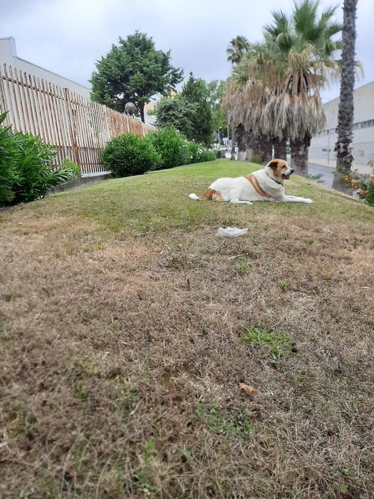 Passeio Cães (Ramada e arredores)