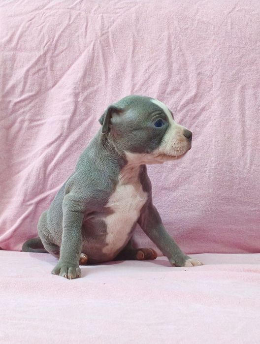 Fêmea American pitbull blue nose