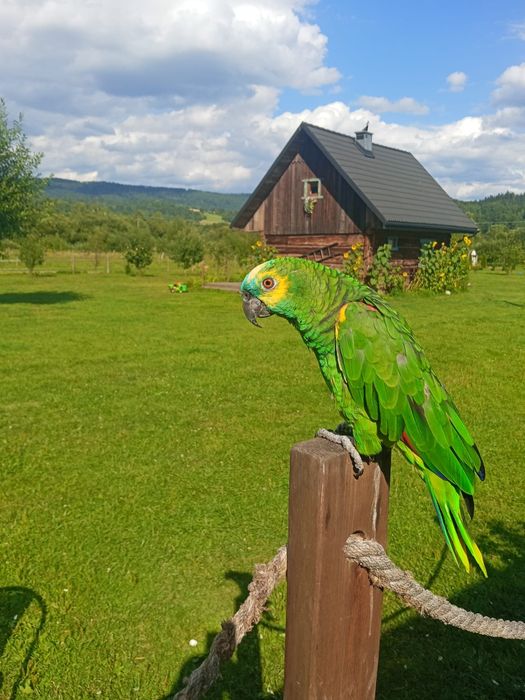 Bieszczady | Domek na odludziu | Konie, San, sauna, jacuzzi
