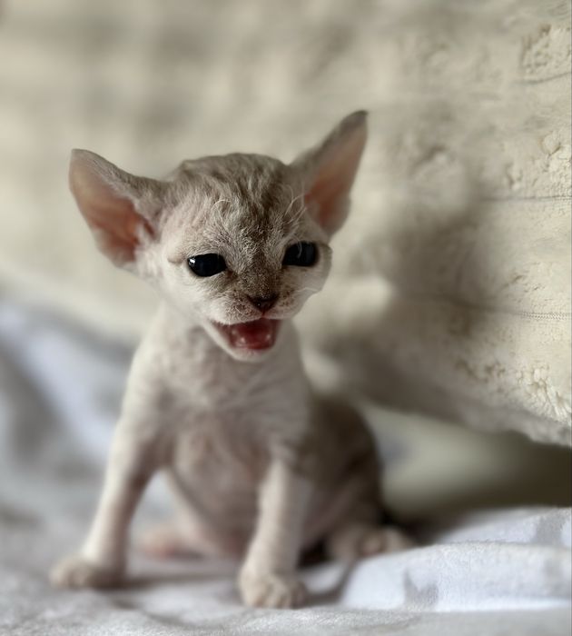 Niebieskooka kotka Devon Rex