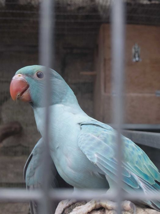 Ring neck Opalina Turquesa/CC, fêmeas, 2025