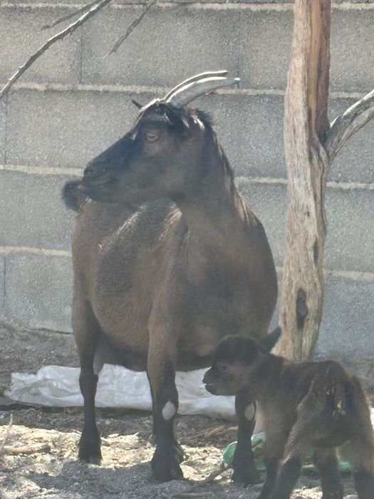 cabras e bode anãs