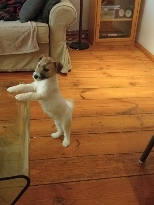 Jack RussellTerrier suczka