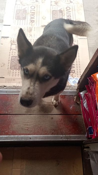 Шукаемо нових власників для Хаскі