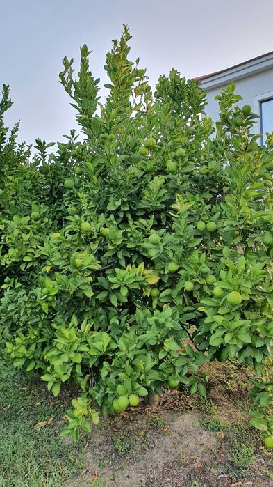 Limas (frutos/citrinos)