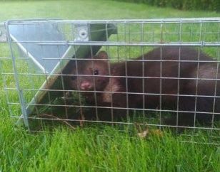 Живоловка 82×21×20 см. Гуманная ловушка для куниц, ласок, крыс, мышей