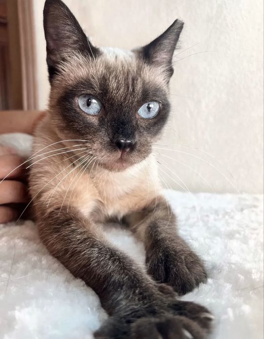 Gatinha jovem para adoção responsável