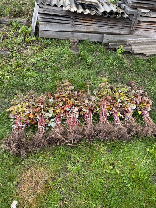 Саджанці малини сорт Полана