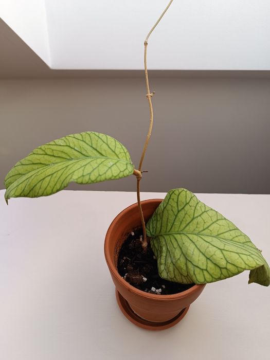 Hoya hoja Meredithii Ted Green ukorzeniona