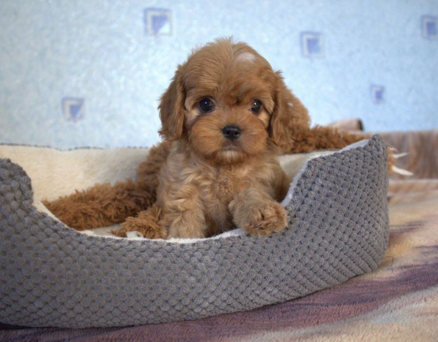 Кавапу ф1 дівчинка доставка купити цуценя