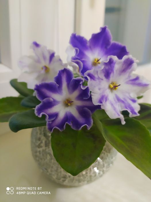 Сортовые фиалки, цветы, комнатные растения