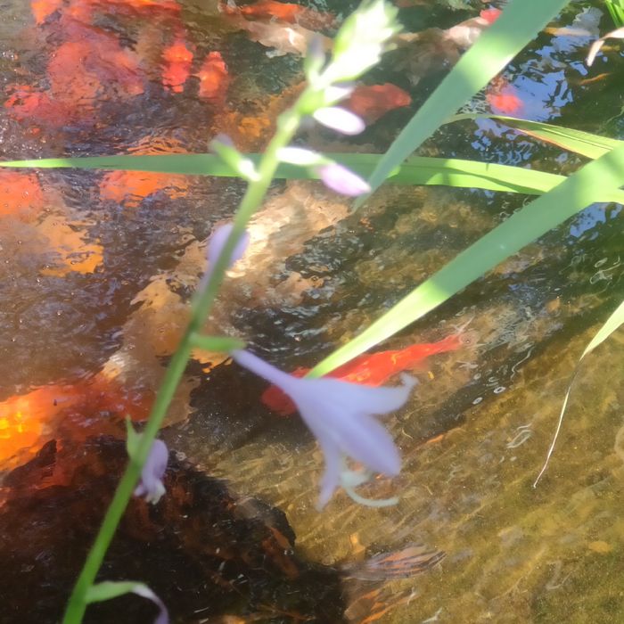 Рыбы.Карпы КОИ, из своего водоёма