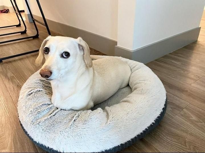 Цуценя від білого батька