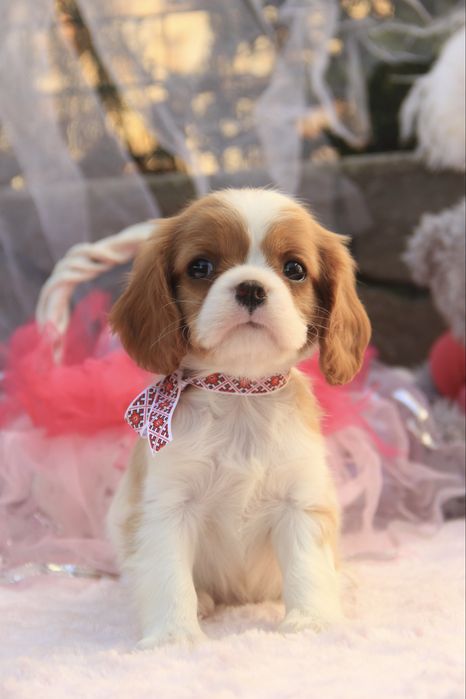 Дівчинка Кавалер Кінг чарльз спаніель