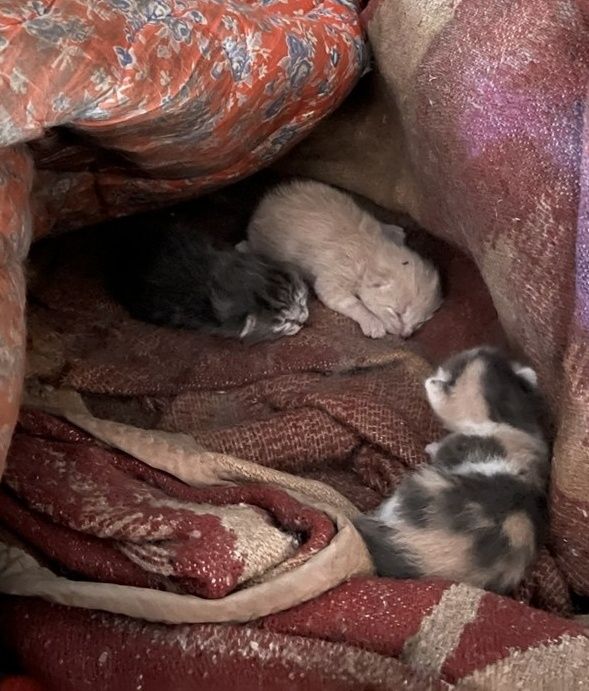 Котята безкоштовно