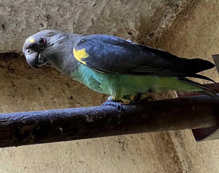 Poicephalus vários