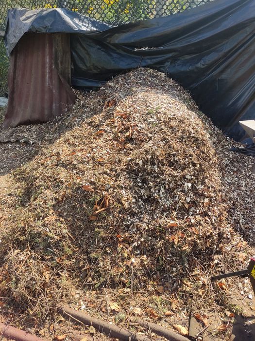 Zrębki drzewne liściaste