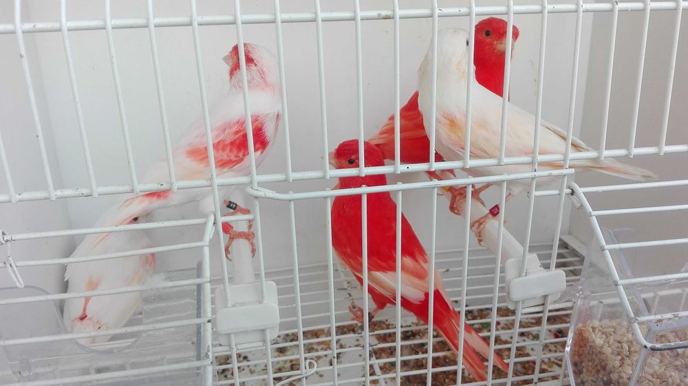 Vendo 300 canários varias raças