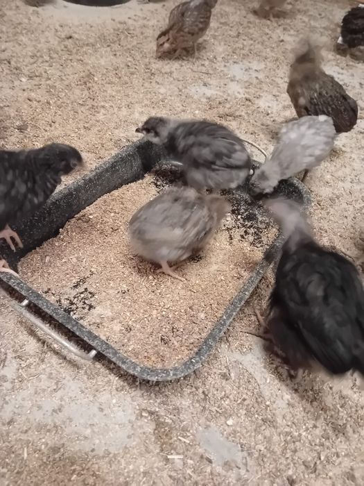 Kura kury aracuany naturalne ekologiczne