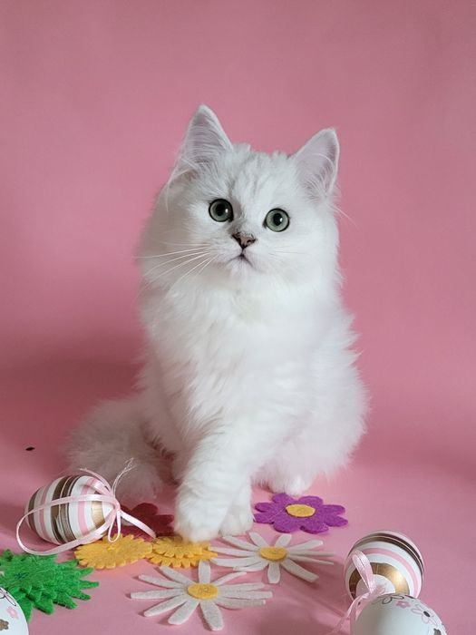 Британська дівчинка срібляста шиншила