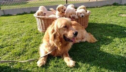 Szczeniak Golden Retriever