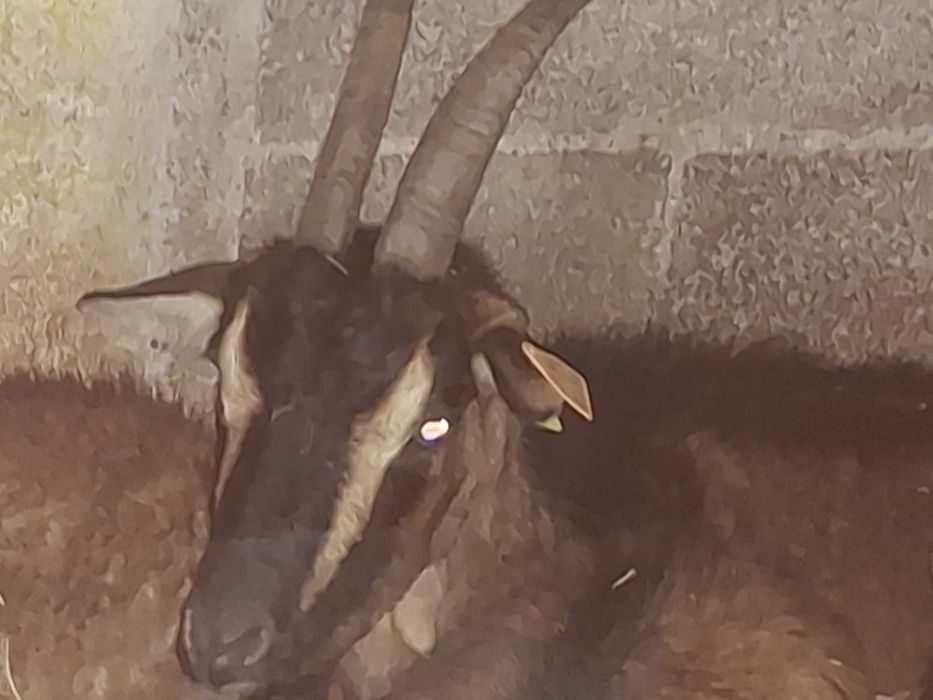 Vendo cabras e machos