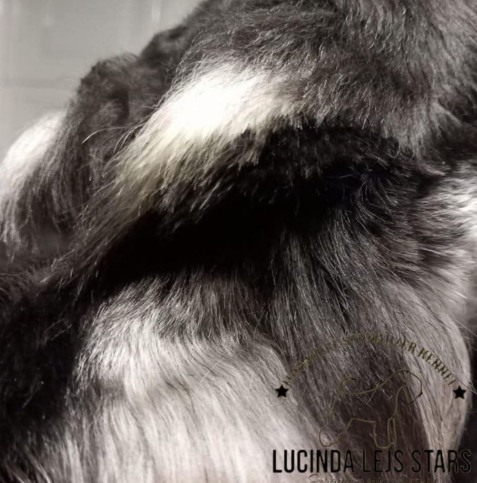 Sznaucer miniaturowy pieprz i sól