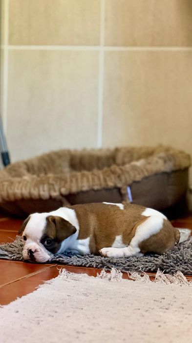 Buldogue Francês