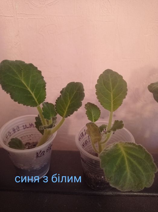 Глоксиния фиолетовая с белой окантовкой