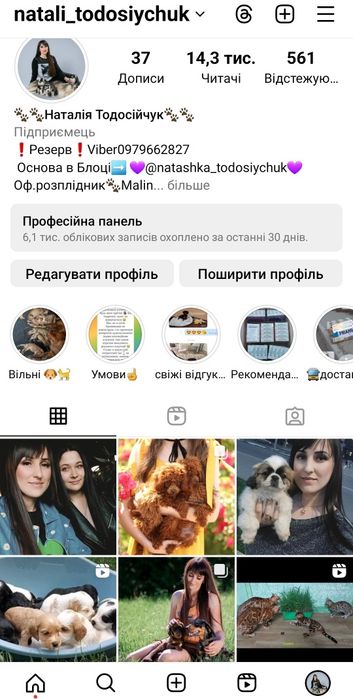 Кошенята бенгала яскраві