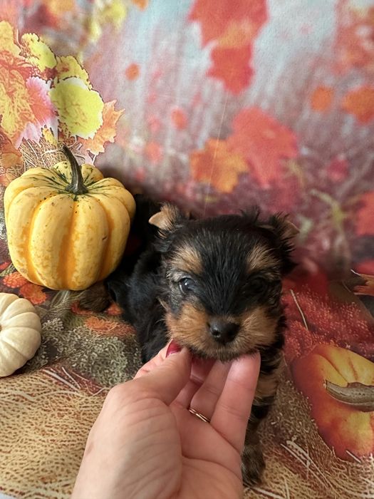 Yorkshire Terrier