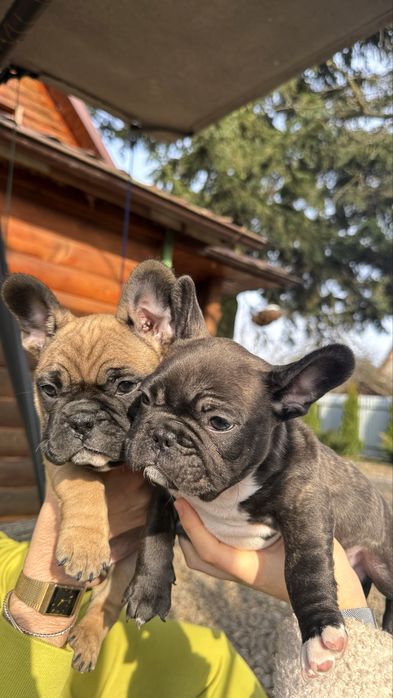 Французькі бульдоги