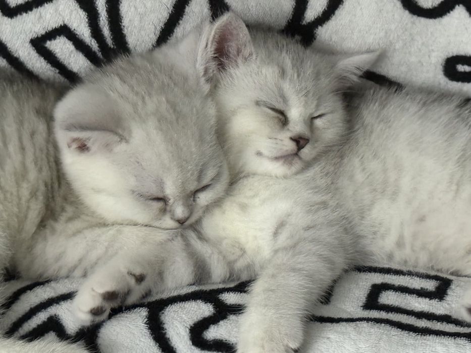 Продам чистокровні шотландські кошенята (хлопчики)