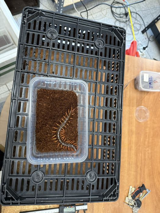 Skolopendra Scolopendra subspimiceps 15cm