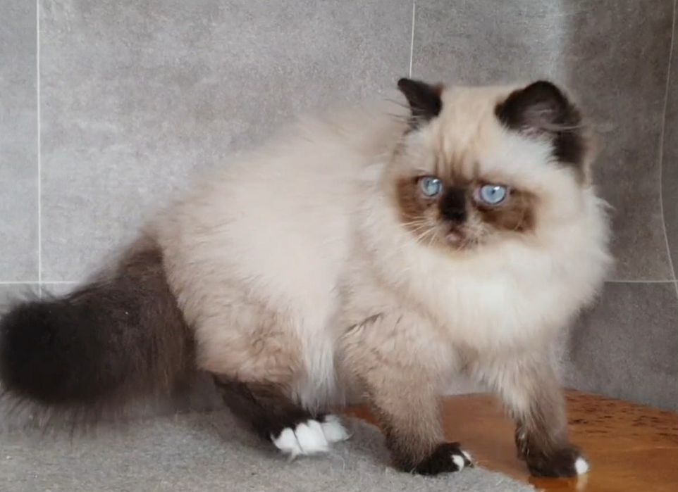 Kotka Perska niebieskooka