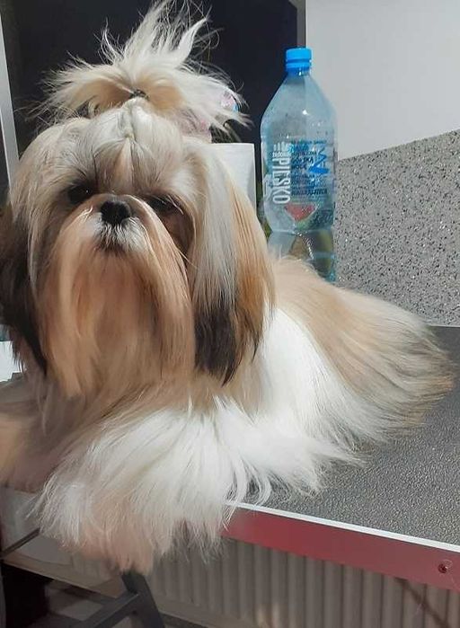 Śliczny piesek shih tzu.