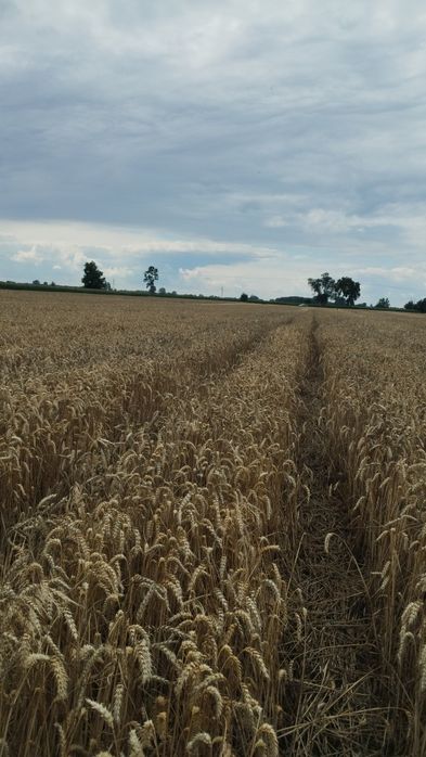 Sprzedam pszenicę rok po centrali