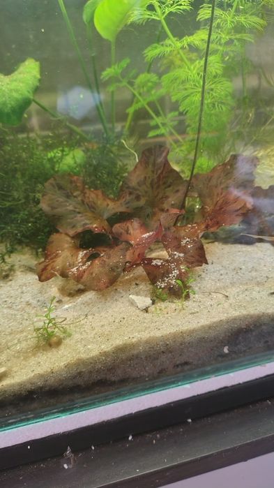 Anubisa Lotos Pistia Trawa Rogatek