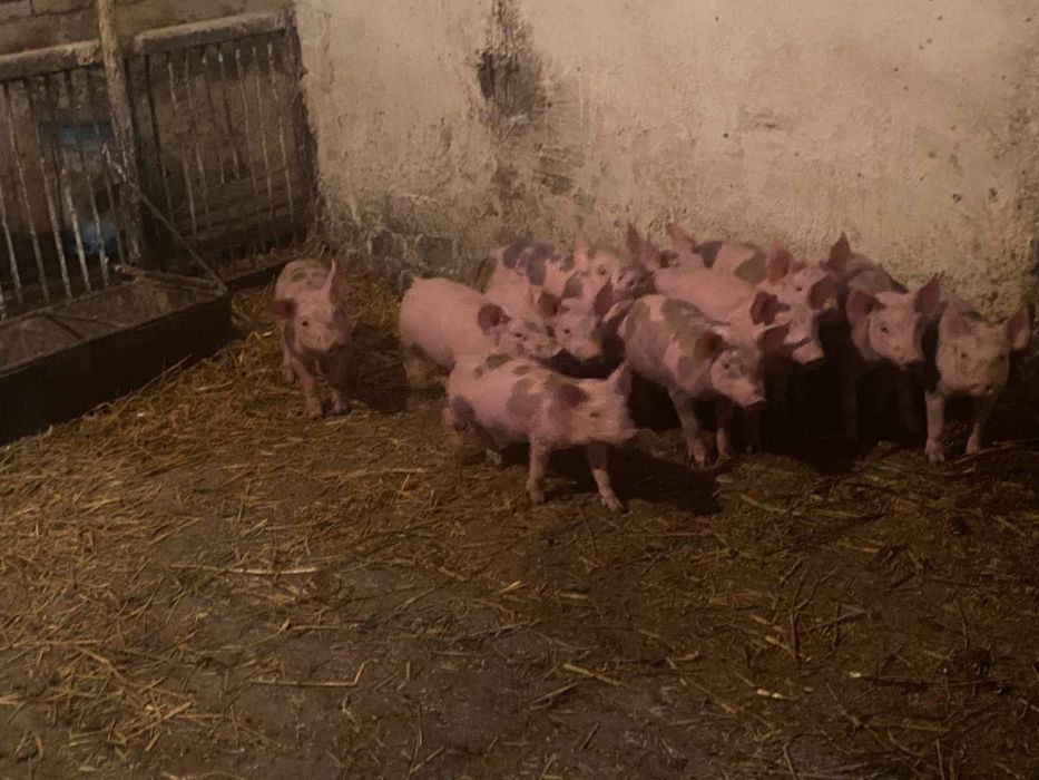 Продам поросят домашніх