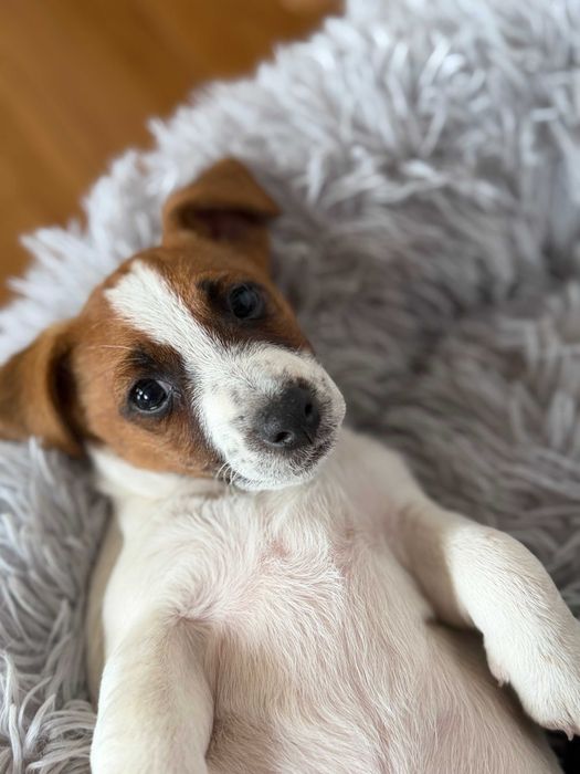 Jack Russell Terrier SUCZKA od # SMARTIE * JACKS # Rodzice FCI/ZKwP cute female